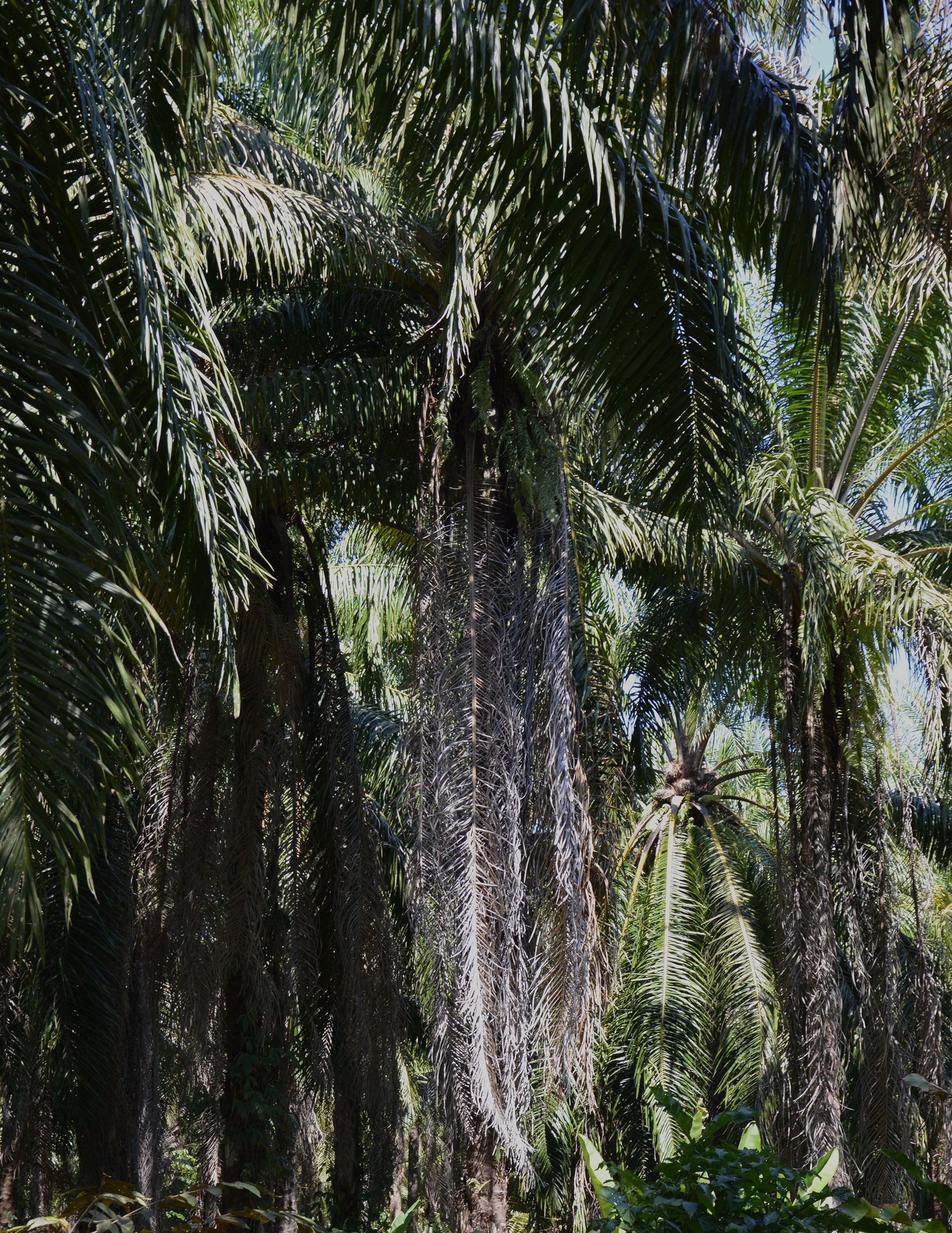 Alte Palmen in Costa Rica