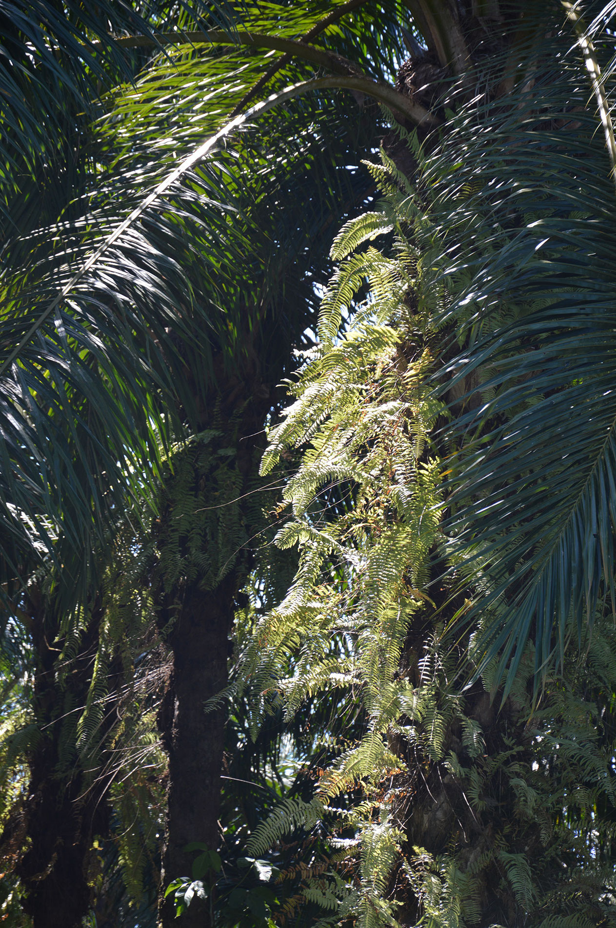 Alte Palmen in Costa Rica